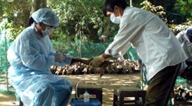 ສະຫຼຸບ 4 ປີ ປະຕິບັດໂຄງການຂໍ້ລິເລີ່ມປ້ອງກັນ, ຕ້ານໄຂ້ຫວັດສັດປີກ ແລະ ມະຫາໂລກລະບາດ